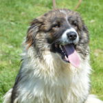 Bruce (12)