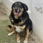 Cora (5)