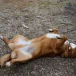 Leo (12)