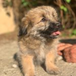 Luna (3)