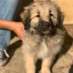 Paco (1)