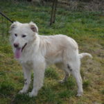 Traian (10)