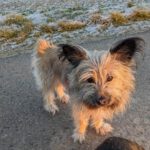 Luna (4)