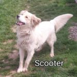 Scooter (1)