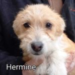 Hermine