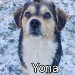 Yona (1)