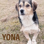 Yona (11)
