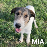 Mia (1)