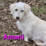 Amani (1)