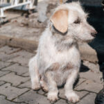Amani (2)