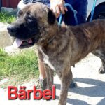 Bärbel (1)