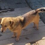 Peaches (12)