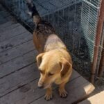 Peaches (13)