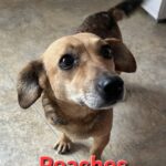 Peaches (4)
