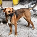 Peggy (14)