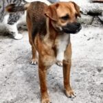 Peggy (15)