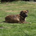 Freddy (2)