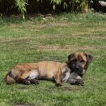 Freddy (4)
