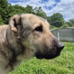 Caya (14)