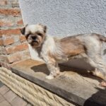 Pinca (2)