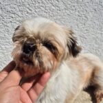 Pinca (3)