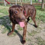 Brownie (2)