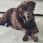 Brownie (2)