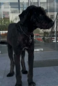 Kito (1)