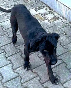 Kito (3)