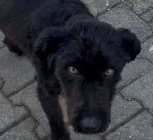 Kito (4)