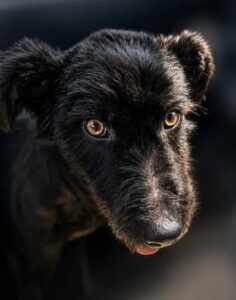 Kito (7)