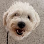 Pedro (12)