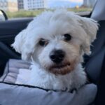 Pedro (13)