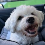 Pedro (14)