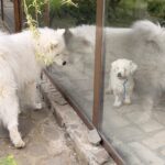 Pedro (3)