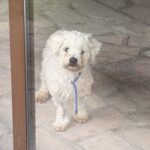Pedro (4)