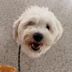 Pedro (9)