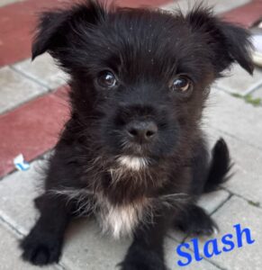 Slash