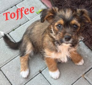 Toffee