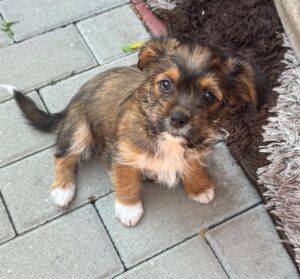 Toffee1