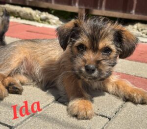 ida