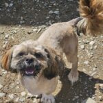 Timmy (4)