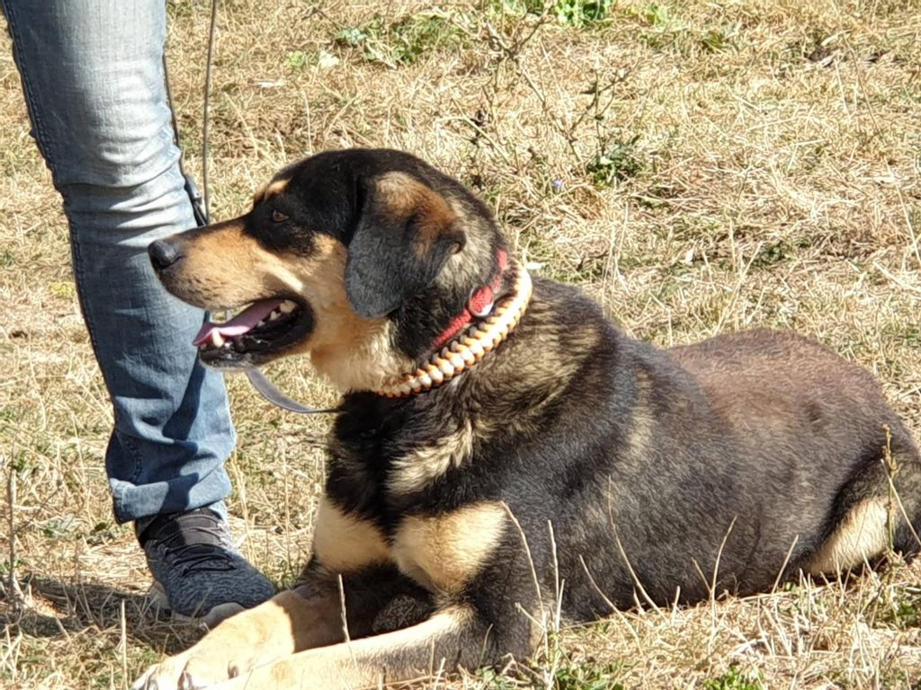 Hund-036