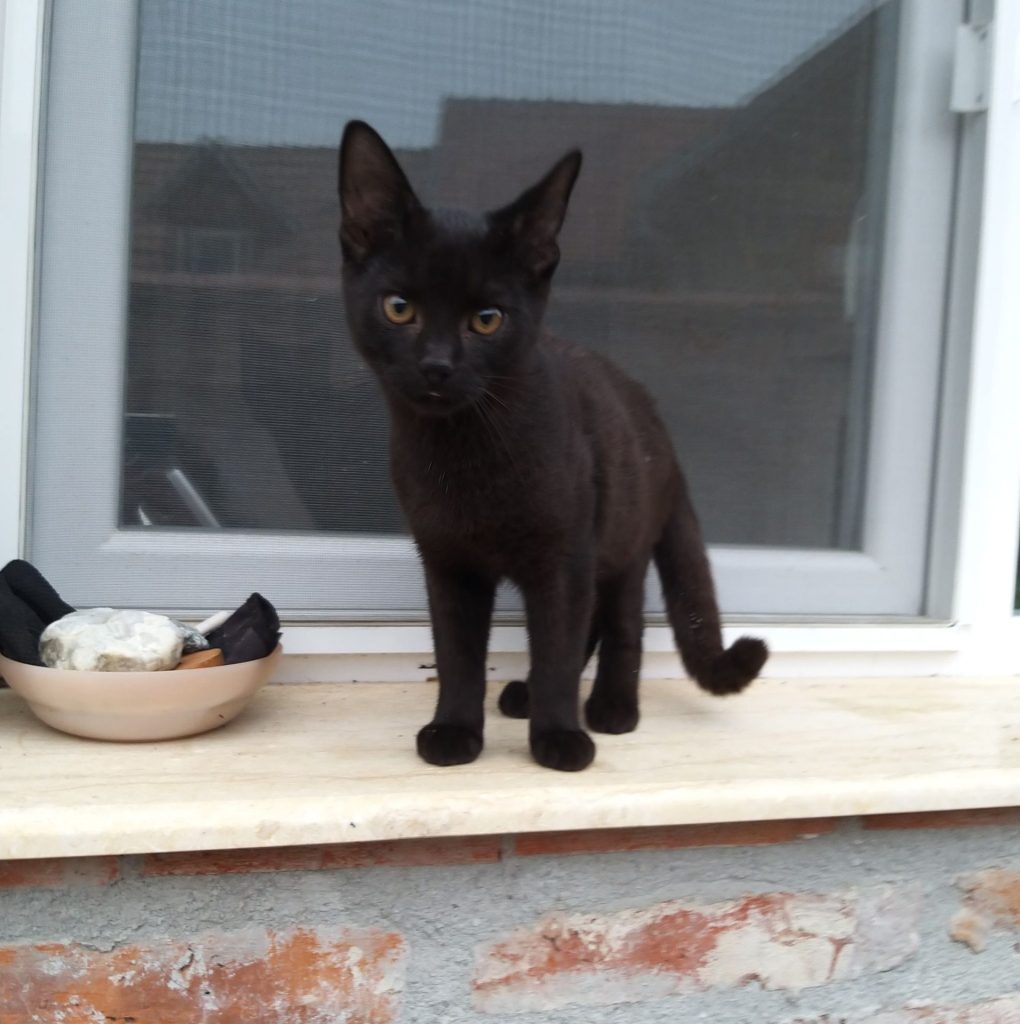 Katze-028