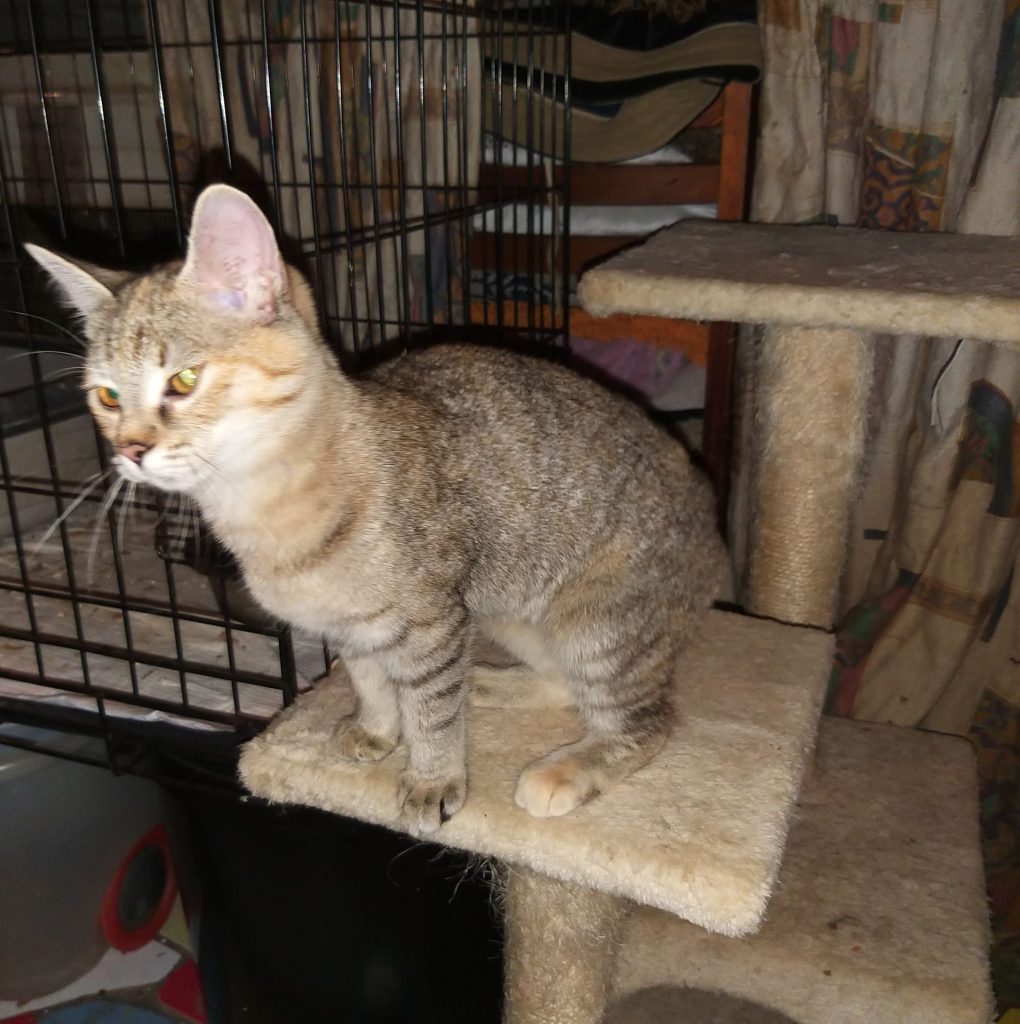 Katze-027