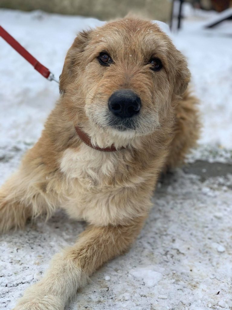Hund-040