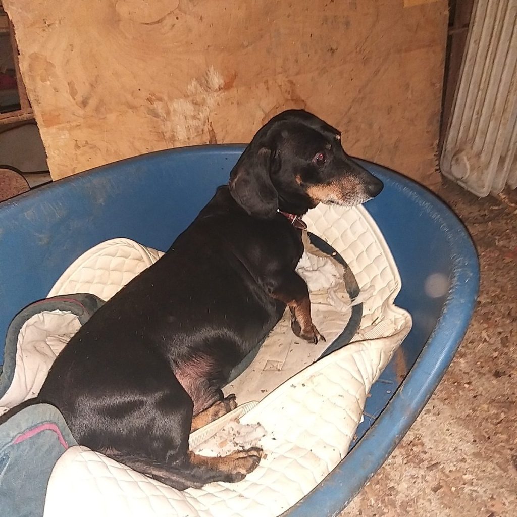 Hund-039
