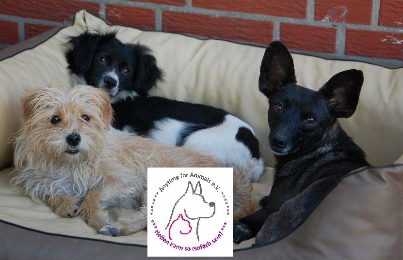 Drei Hunde auf einem Hundebett, davor das Vereinslogo