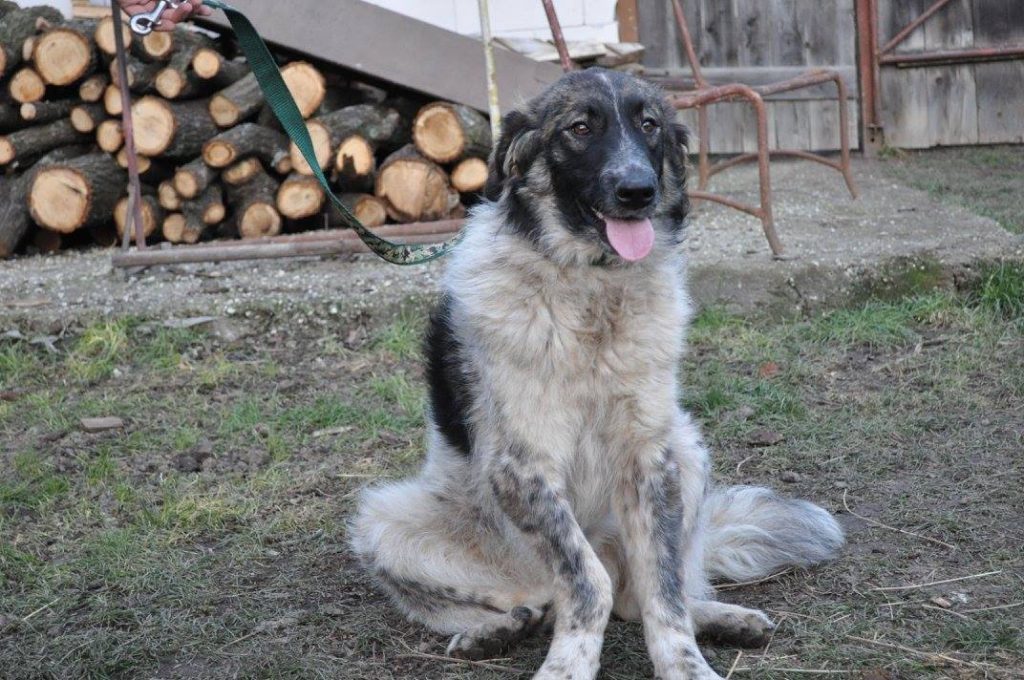 Hund-045