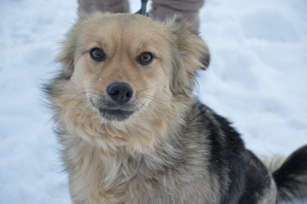 Hund-046